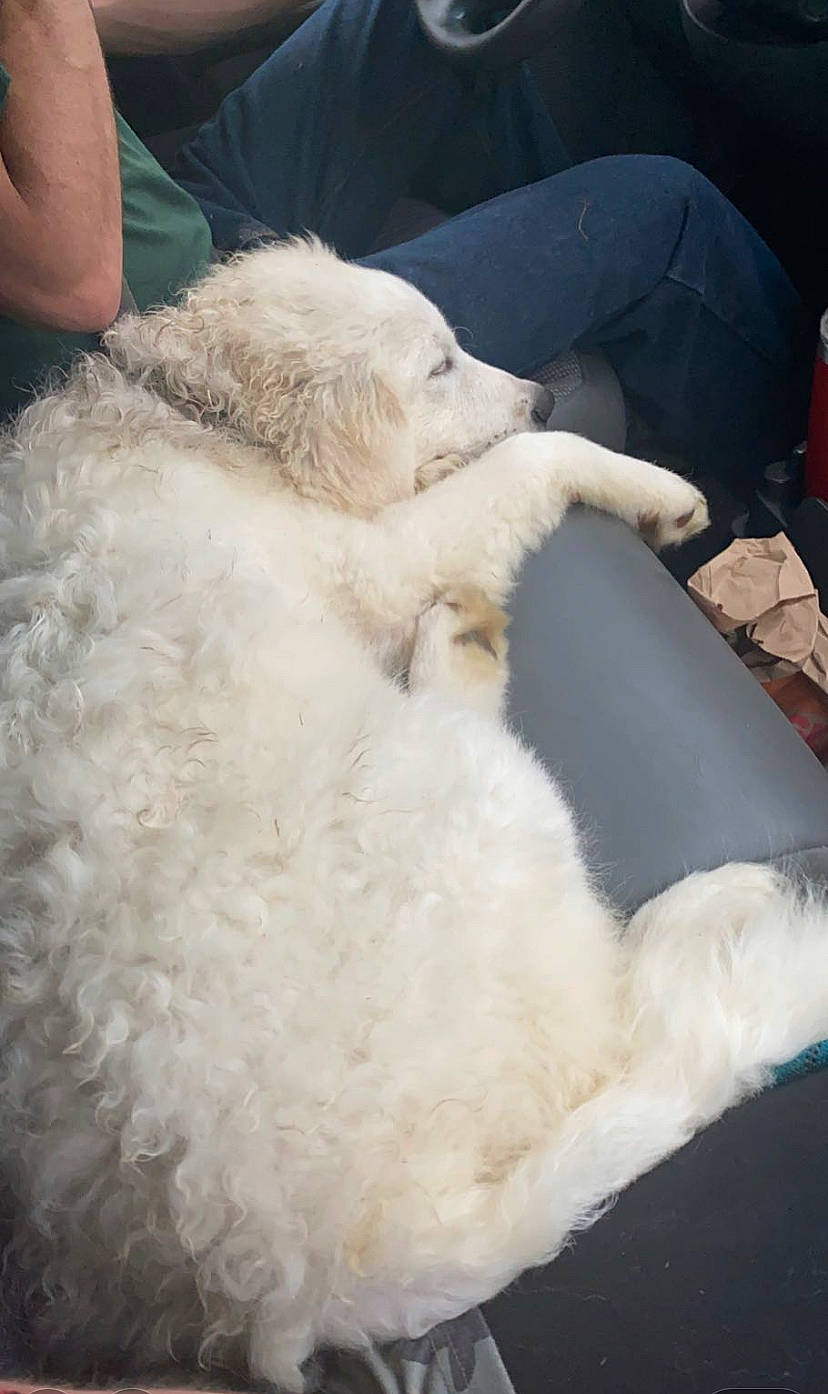 Elouise is registered to the contest to win money with this photo: canidae, carnivore, companion_dog, dog, dog_breed, feather, felidae, fur, labradoodle, livestock, paw, sheep, small_to_medium_sized_cats, snout, sporting_group, tail, terrier, toy_dog, wool