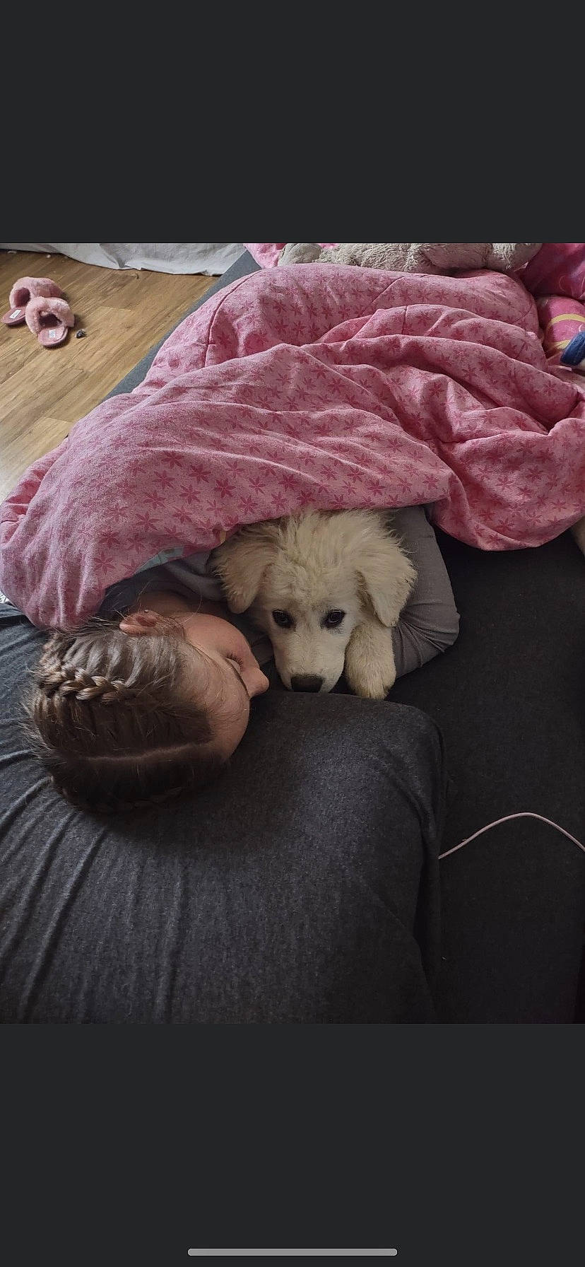 Elouise joined the competition — help win amazing prizes! bedding, bedtime, carnivore, comfort, companion_dog, dog, dog_breed, fawn, flooring, fur, linens, pillow, plush, sporting_group, stuffed_toy, teddy_bear, toy, toy_dog, wood, working_animal