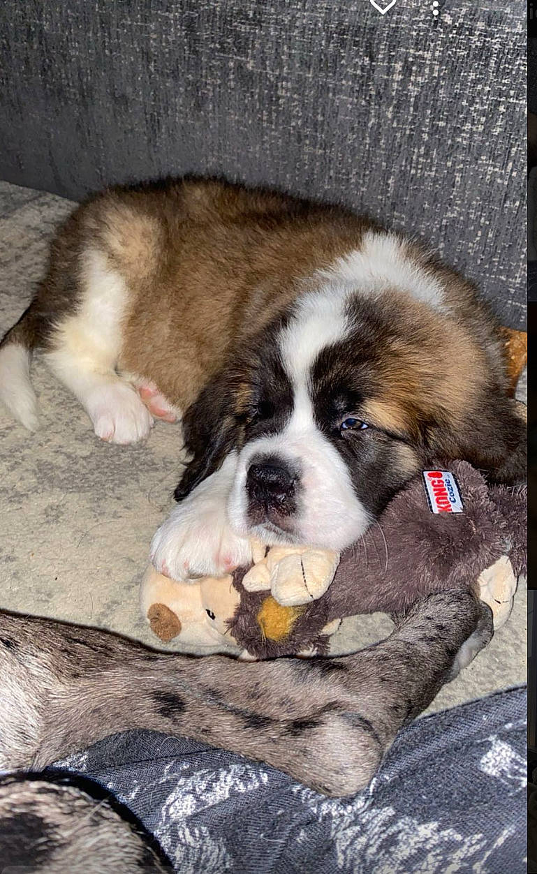 Mudge joined the competition — help win amazing prizes! bored, canidae, carnivore, comfort, companion_dog, dog, dog_breed, fur, giant_dog_breed, nap, non_sporting_group, paw, puppy, puppy_love, sporting_group, tail, terrestrial_animal, whiskers, working_animal, working_dog