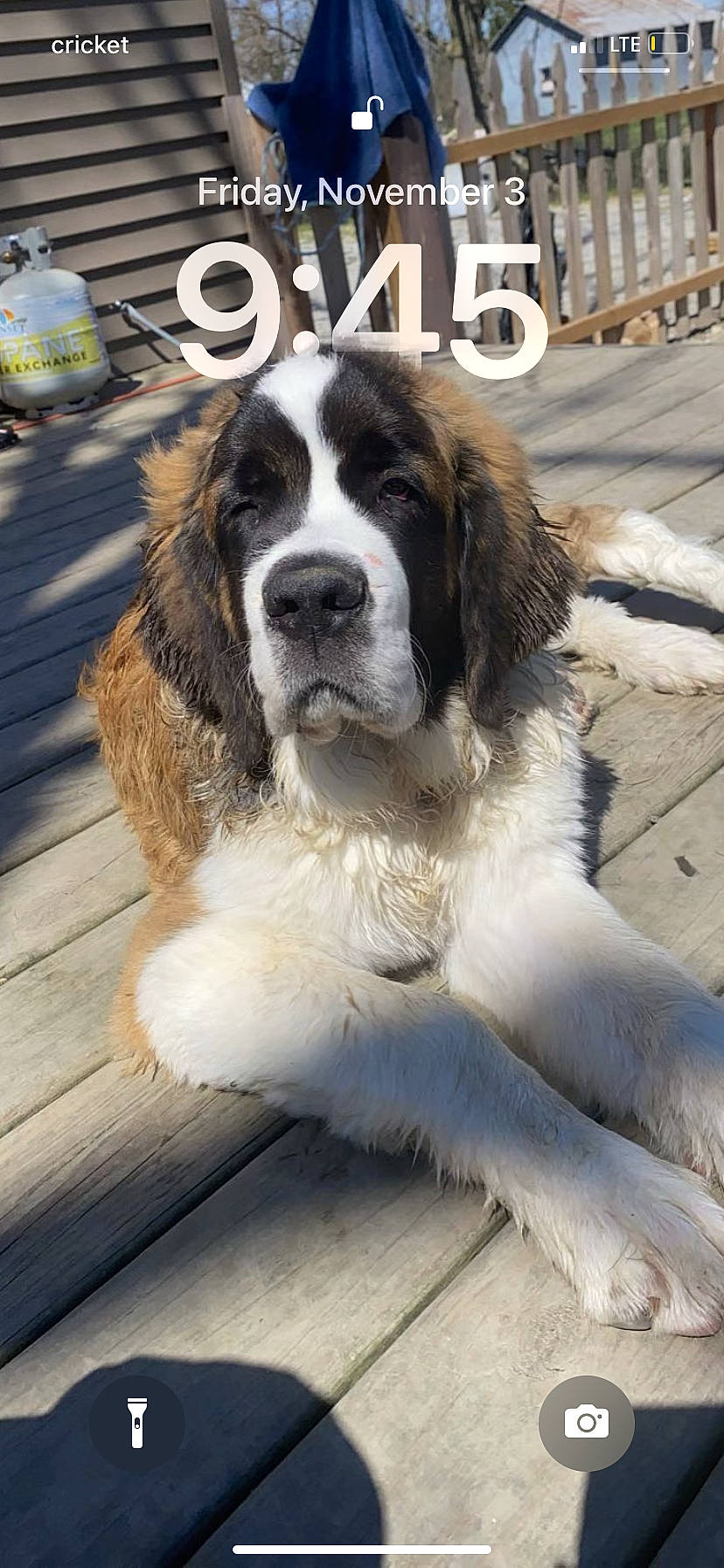 Mudge is registered to the contest to win money with this photo: ancient_dog_breeds, canidae, carnivore, companion_dog, dog, dog_breed, fur, giant_dog_breed, gun_dog, liver, moscow_watchdog, snout, spaniel, sporting_group, st_bernard, street, terrestrial_animal, welsh_springer_spaniel, whiskers, working_dog