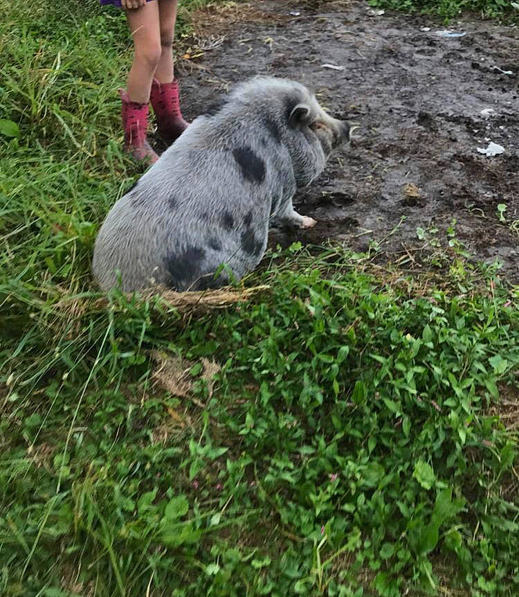Charlotte is registered to the contest to win money with this photo: canidae, cat, dog_breed, domestic_pig, felidae, foot, fur, grass, grass_family, groundcover, human_leg, livestock, plant, shorts, soil, sporting_group, suidae, tail, terrestrial_animal, wildlife