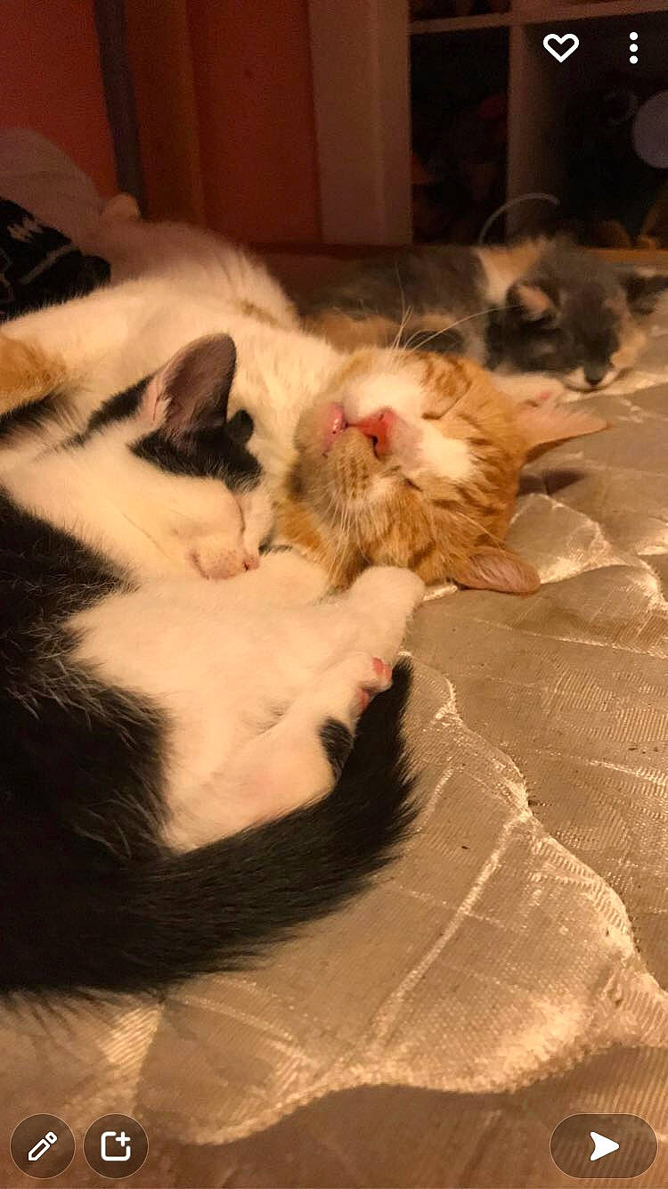 Muffin joined the competition — help win amazing prizes! canidae, carnivore, cat, claw, comfort, domestic_short_haired_cat, fang, felidae, flooring, foot, fur, nap, paw, sleep, small_to_medium_sized_cats, snout, tail, whiskers