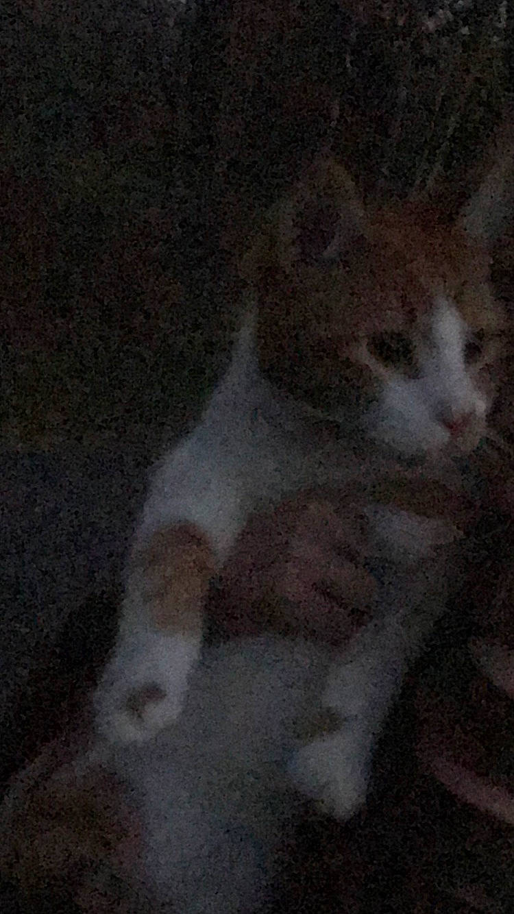 Muffin joined the competition — help win amazing prizes! art, carnivore, cat, domestic_short_haired_cat, fawn, felidae, fur, paw, sand, small_to_medium_sized_cats, tail, terrestrial_animal, whiskers, window