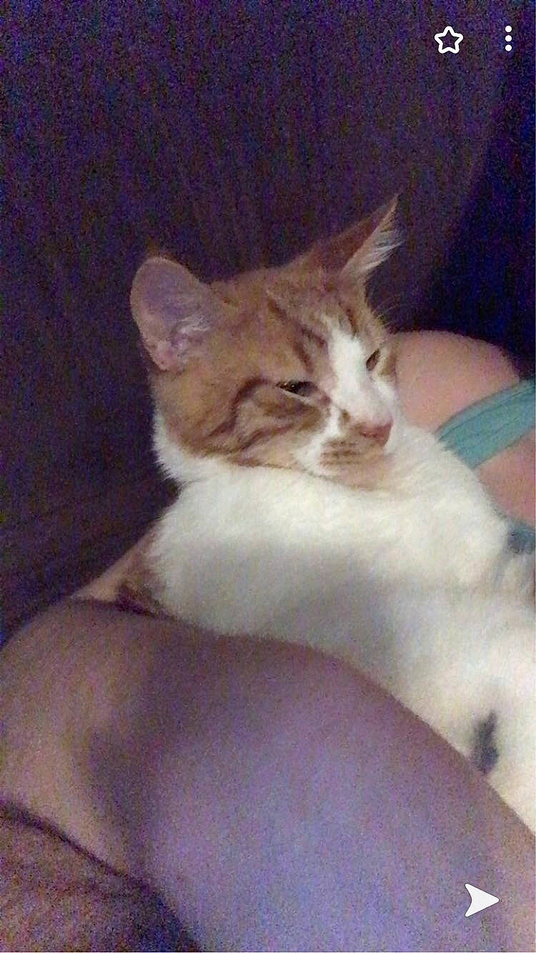 Muffin is registered to the contest to win money with this photo: bed, carnivore, cat, cat_bed, cat_supply, claw, comfort, domestic_short_haired_cat, eye, fawn, felidae, fur, head, lap, paw, sitting, small_to_medium_sized_cats, snout, tail, whiskers