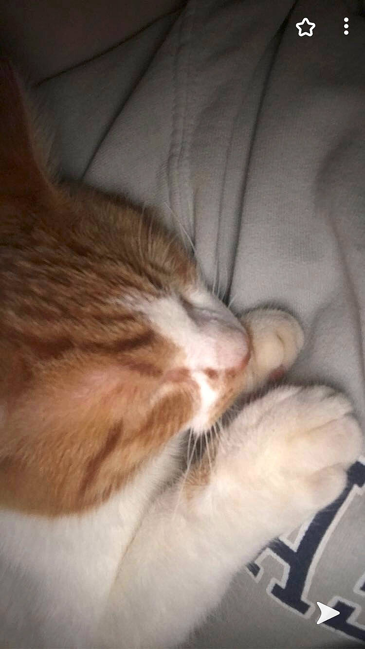 Muffin is registered to the contest to win money with this photo: carnivore, cat, claw, cloud, comfort, domestic_short_haired_cat, ear, eye, felidae, fur, leg, nap, paw, sky, sleep, small_to_medium_sized_cats, snout, tail, whiskers, wood