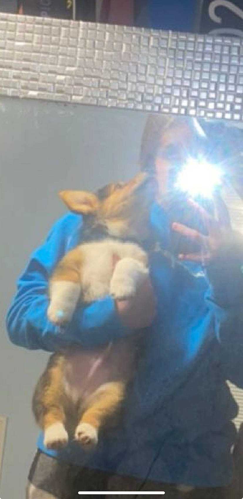 Gordon is registered to the contest to win money with this photo: canidae, companion_dog, dog_breed, electric_blue, event, fawn, felidae, fun, fur, lens_flare, room, selfie, sitting, small_to_medium_sized_cats, stuffed_toy, tail, teddy_bear, toy, whiskers, working_animal