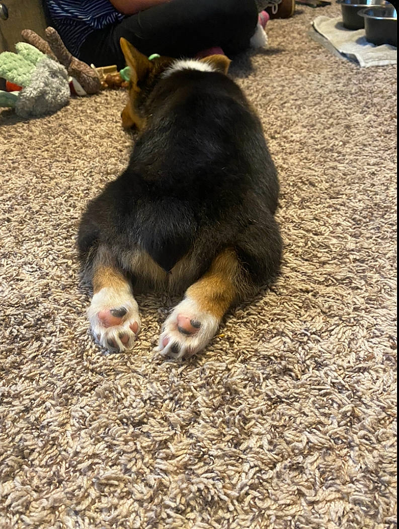 Gordon joined the competition — help win amazing prizes! canidae, carnivore, claw, companion_dog, dog, dog_breed, foot, fur, herding_dog, paw, road_surface, snout, soil, sporting_group, tail, terrestrial_animal, working_dog