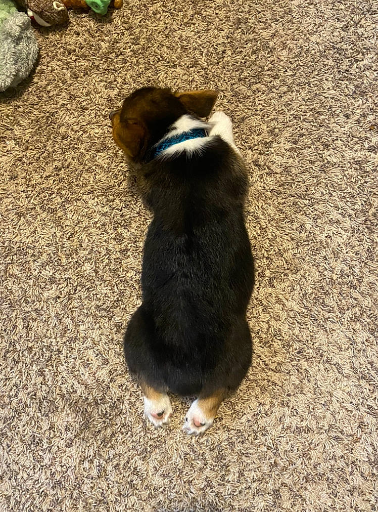 Gordon is registered to the contest to win money with this photo: asphalt, canidae, carnivore, claw, companion_dog, dog_breed, felidae, flooring, grass, paw, road_surface, shadow, small_to_medium_sized_cats, snout, soil, sporting_group, tail, terrestrial_animal, tints_and_shades, wood