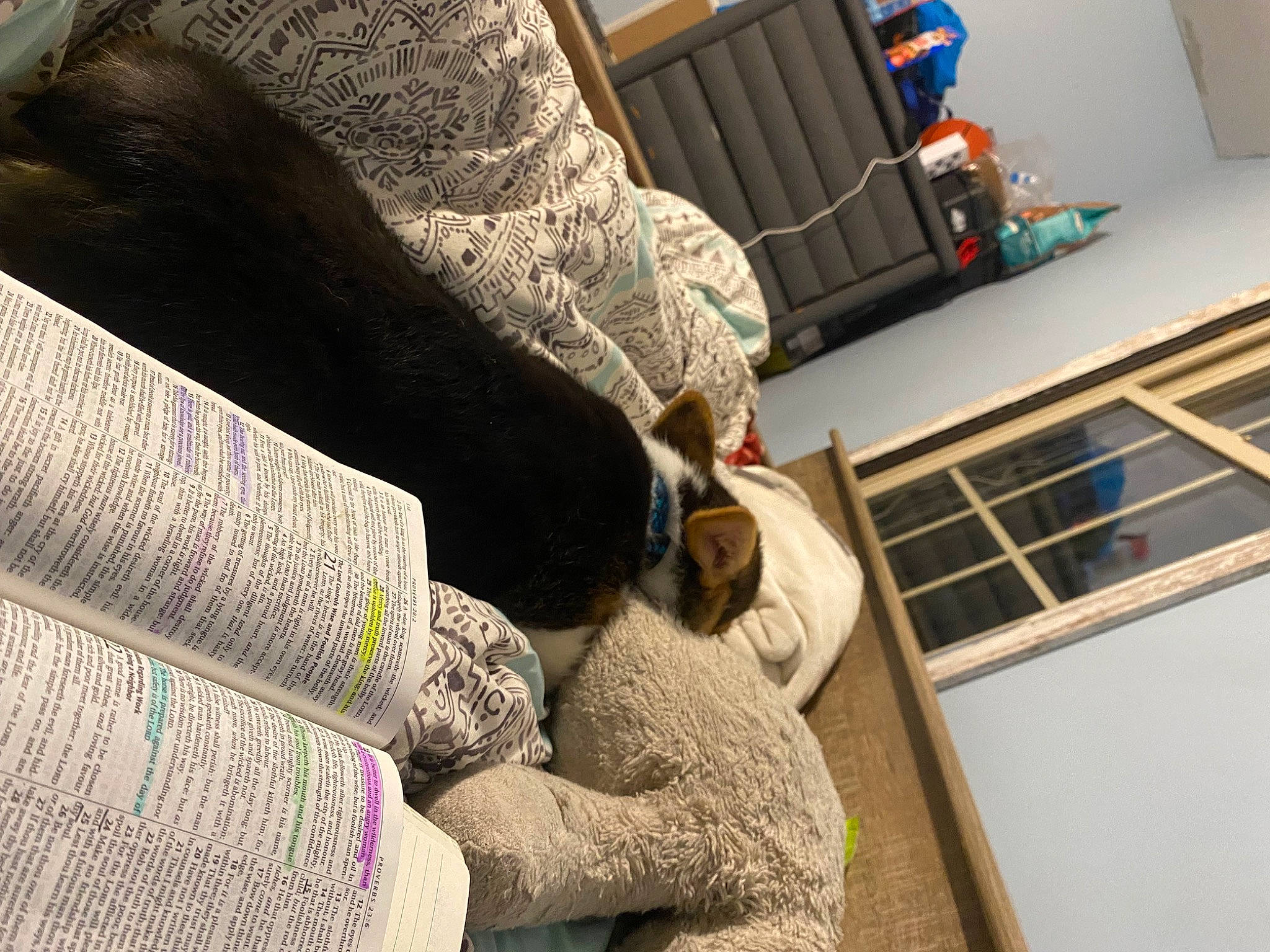 Gordon joined the competition — help win amazing prizes! bedding, carpet, comfort, couch, flooring, fur, hardwood, house, human_leg, linens, mammal, nap, pattern, room, sitting, sporting_group, vertebrate, visual_arts, wood