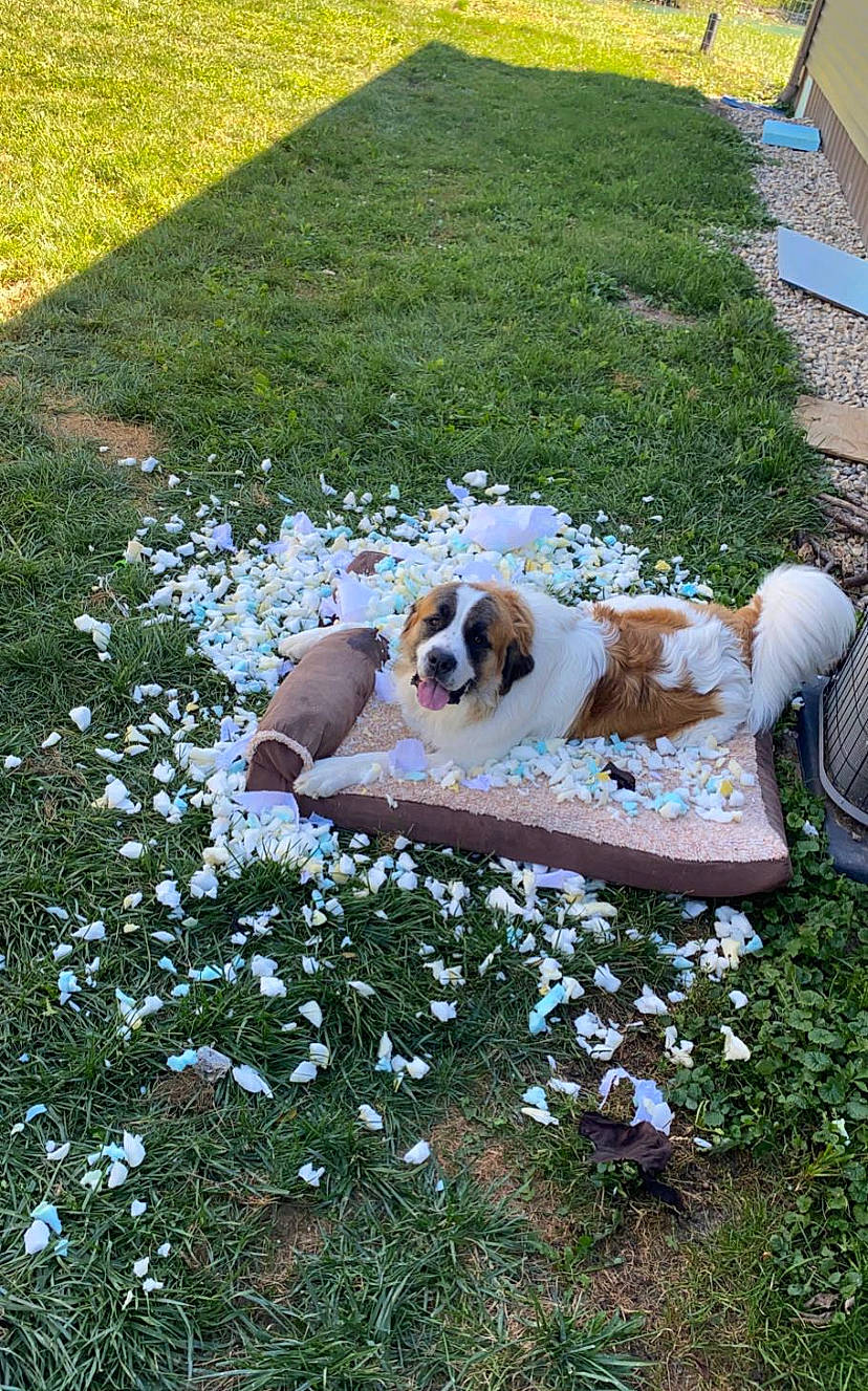 Cooper joined the competition — help win amazing prizes! carnivore, comfort, companion_dog, dog, dog_breed, fawn, flooring, garden, grass, groundcover, landscape, lawn, leisure, outdoor_furniture, plant, shrub, sidewalk, tail, toy_dog, yard