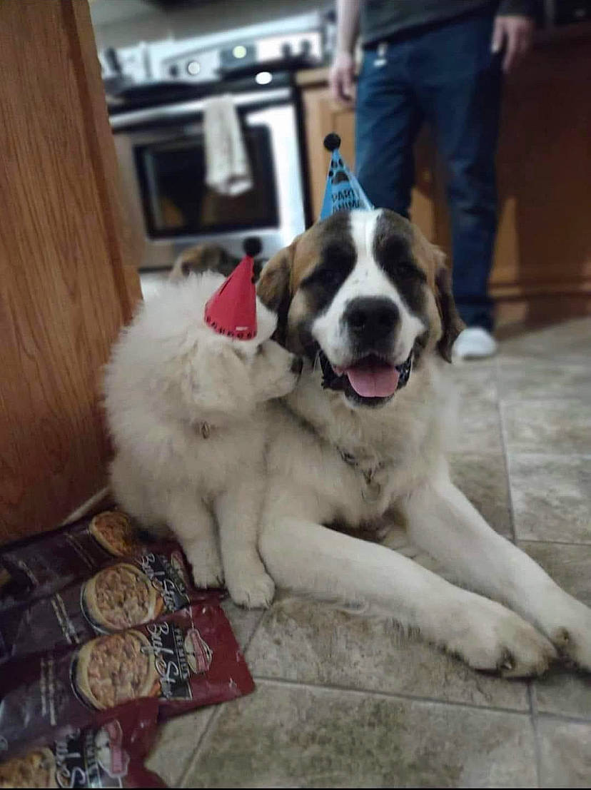 Cooper is registered to the contest to win money with this photo: canidae, carnivore, companion_dog, dog, dog_breed, flooring, fur, hardwood, moscow_watchdog, non_sporting_group, st_bernard, terrestrial_animal, working_animal, working_dog