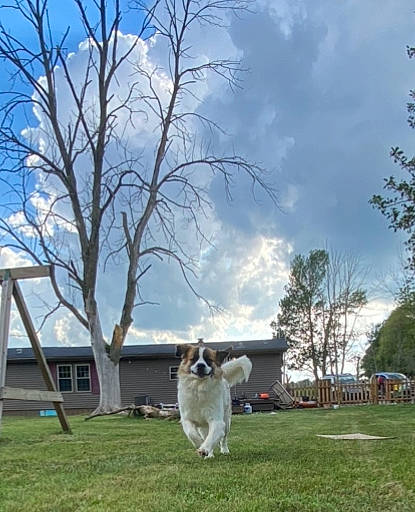 Cooper joined the competition — help win amazing prizes! building, canidae, carnivore, cloud, companion_dog, cumulus, dog, dog_breed, fawn, grass, lawn, leisure, plant, pole, sky, sporting_group, tail, tree, trunk, twig