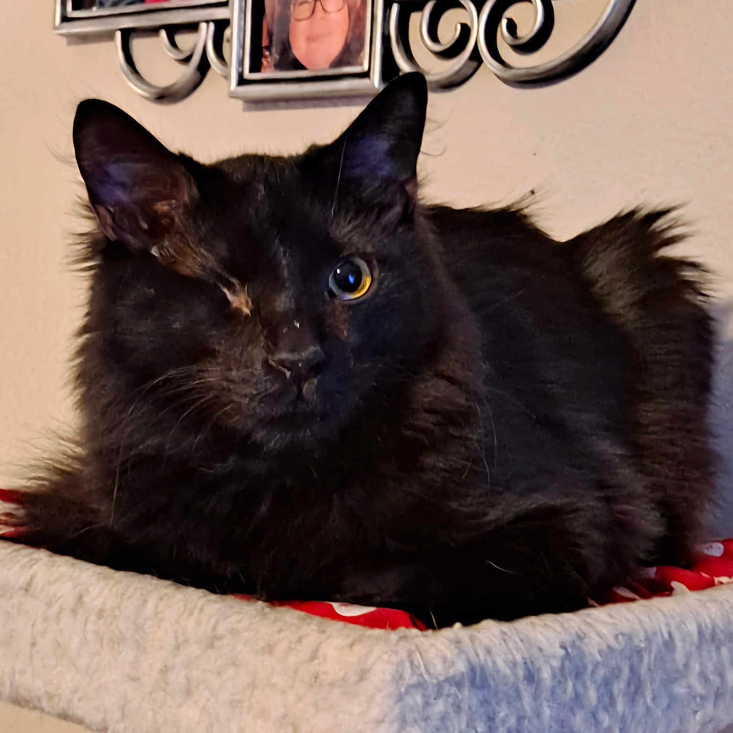 Louie joined the competition — help win amazing prizes! animal, black_cat, cat, cozy, cute, domestic_cat, feline, fluffy, fur, home, indoor, one_eye, perch, pet, portrait, red_cloth, relaxed, resting, wall, whiskers