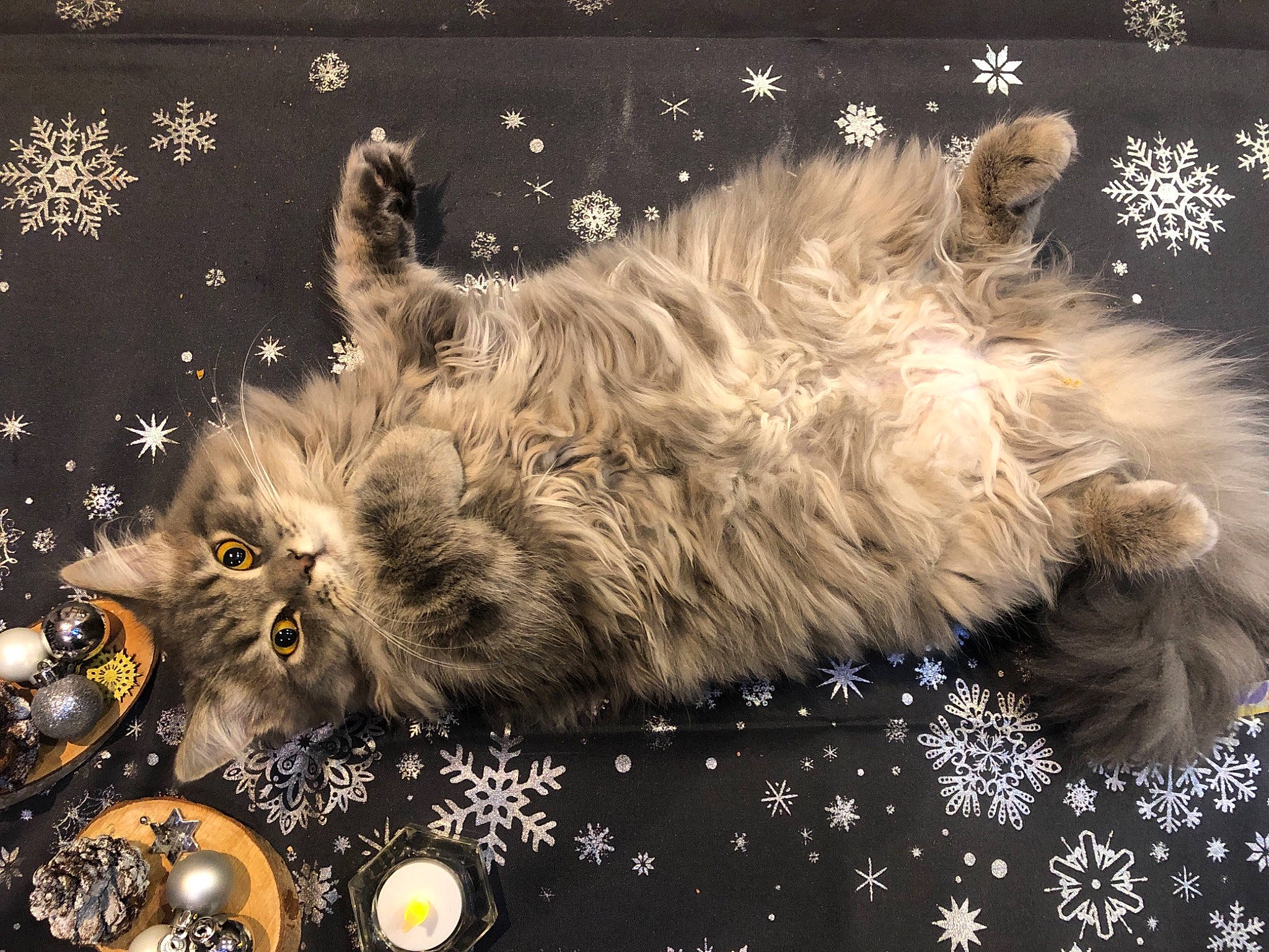 Rialto a rejoint le concours — aidez-le/la à gagner de superbes lots ! carnivore, cat, domestic_long_haired_cat, fawn, felidae, fur, natural_material, persian, small_to_medium_sized_cats, vertebrate, whiskers