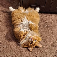 Raja Singa joined the competition — help win amazing prizes! animal, belly_up, carpet, cat, cute, domestic_cat, ears, eyes, feline, fluffy, fur, indoor, lying_down, mammal, orange_cat, paws, pet, playful, relaxed, whiskers