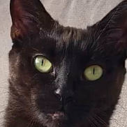 Moumounette participe au concours pour gagner de l'argent avec cette photo : alert, animal, black_cat, cat, close_up, cute, domestic_cat, ears, eyes, face, feline, fur, green_eyes, indoor, looking_at_camera, mystery, pet, portrait, sitting, whiskers