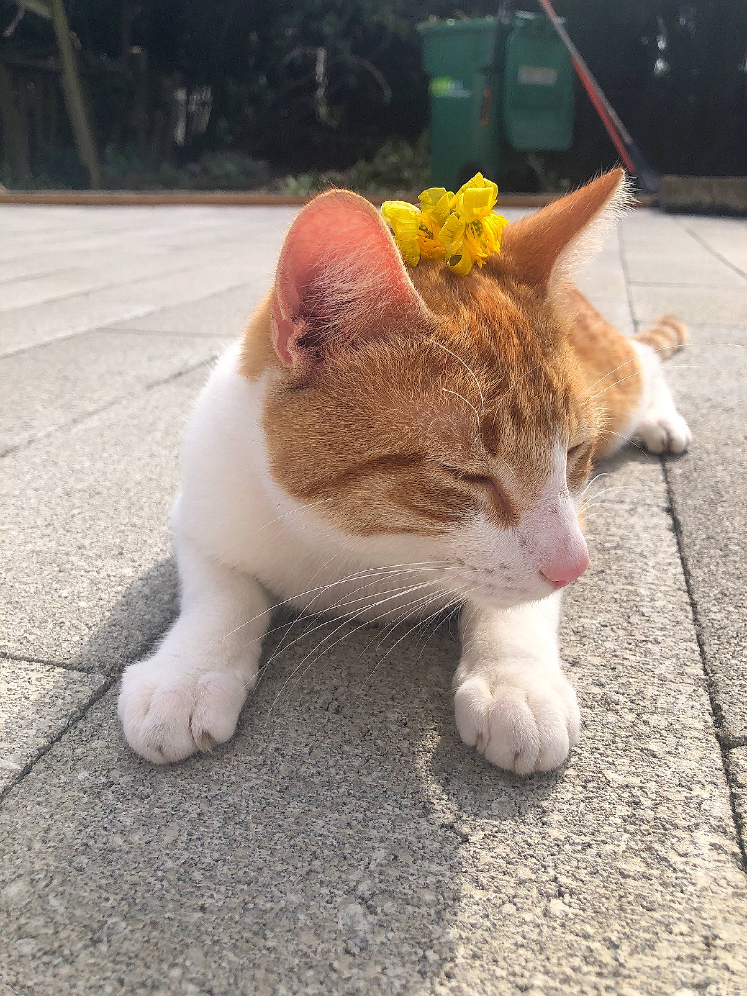 Mr.whiskers is registered to the contest to win money with this photo: asphalt, carnivore, cat, claw, domestic_short_haired_cat, fawn, felidae, fur, grass, human_leg, paw, plant, road_surface, sidewalk, sitting, small_to_medium_sized_cats, snout, tail, whiskers, window
