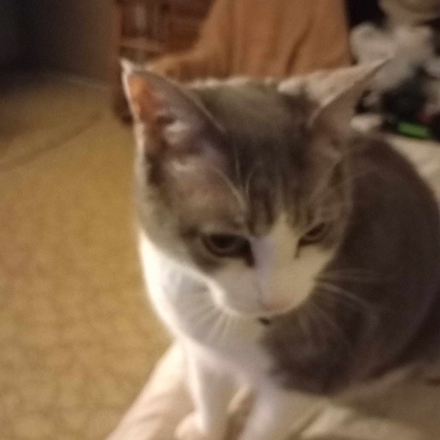 Scrappy Lenard joined the competition — help win amazing prizes! abyssinian, angora, animal, architecture, armchair, blanket, building, cat, chair, couch, furniture, homedecor, indoors, kitten, livingroom, manx, person, pet, room, siamese
