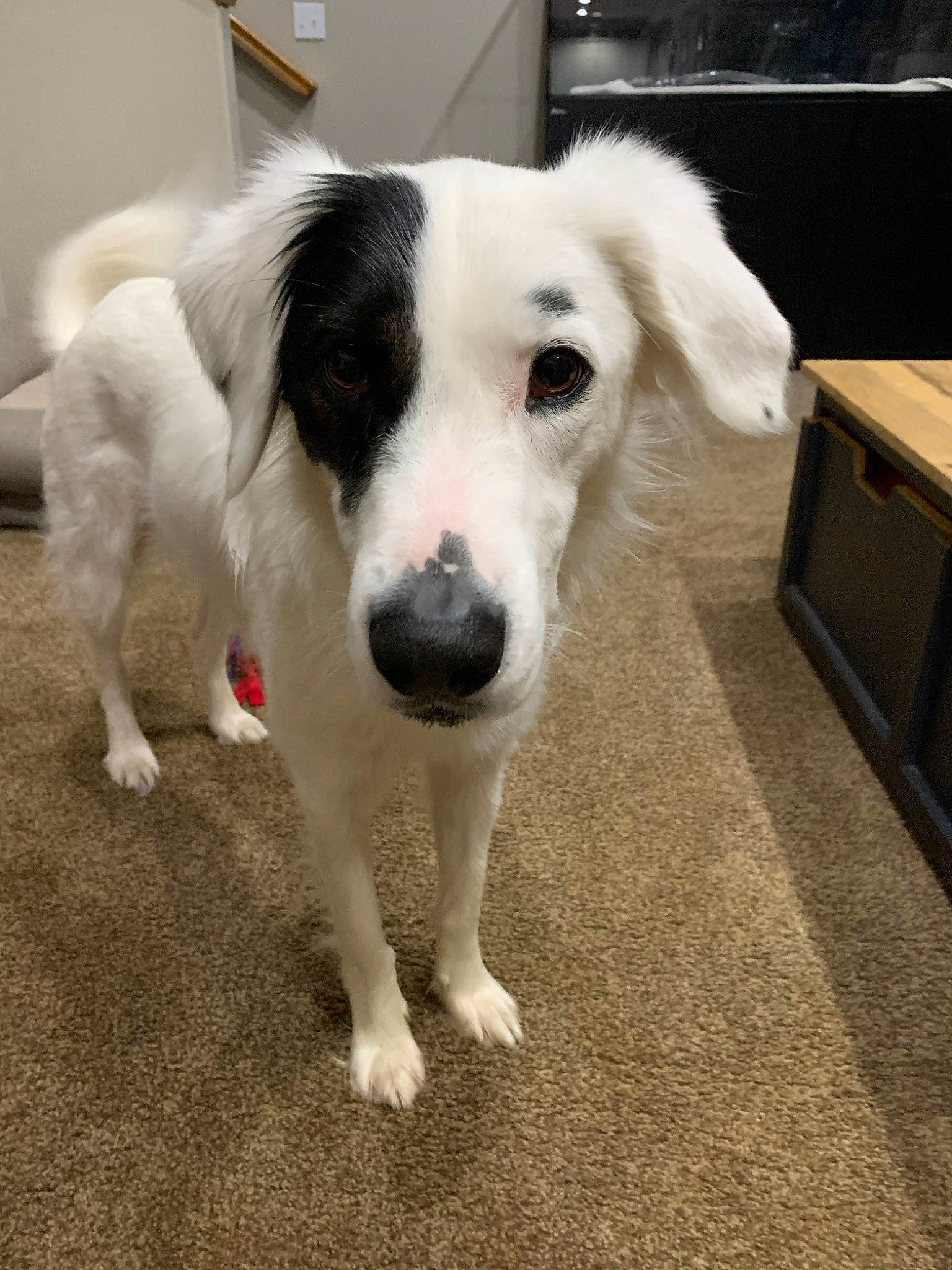 Hero joined the competition — help win amazing prizes! australian_collie, border_collie, canidae, carnivore, companion_dog, dog, dog_breed, mammal, mucuchies, rare_breed_dog, snout, sporting_group, vertebrate, working_dog