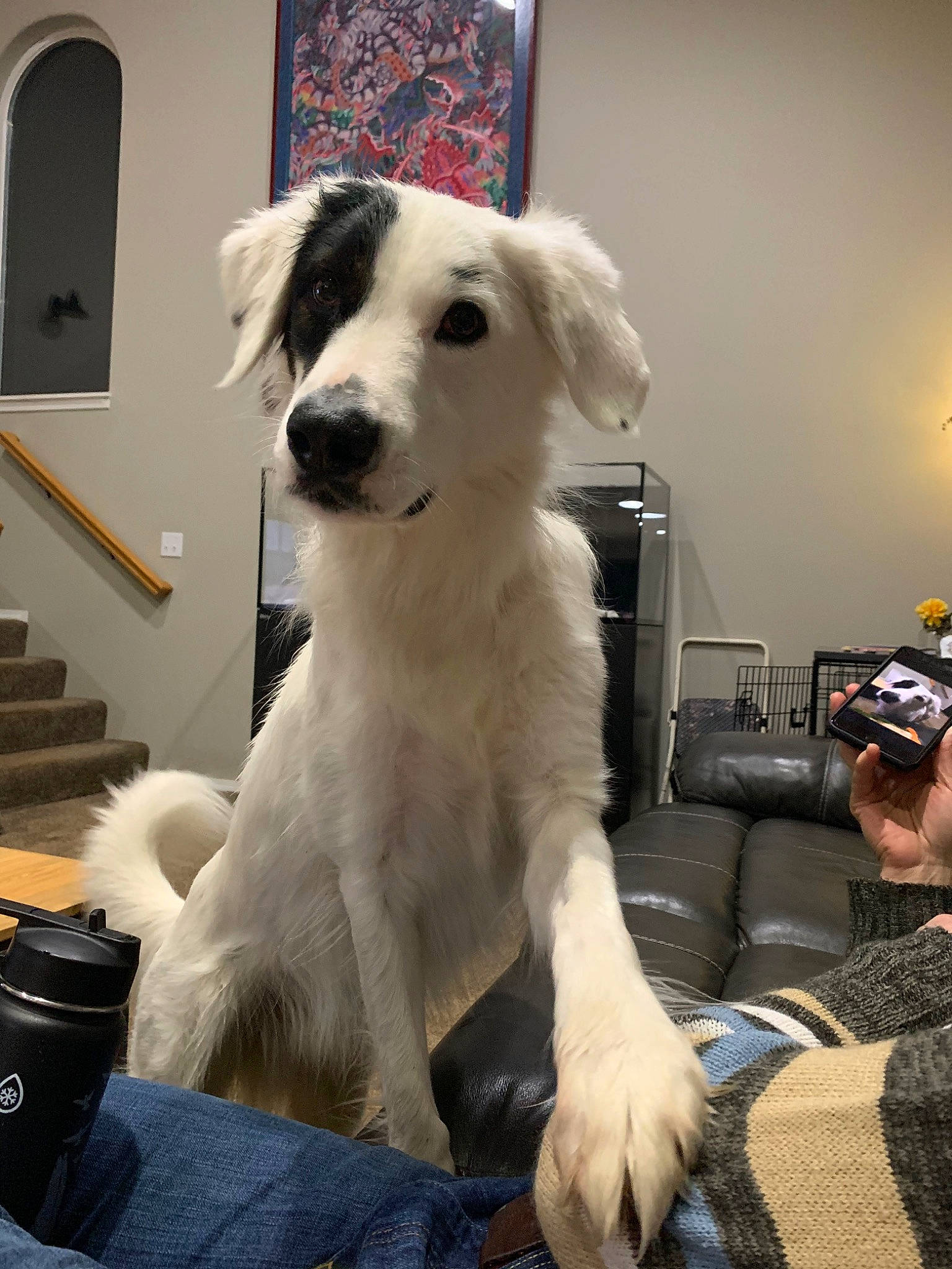 Hero joined the competition — help win amazing prizes! canidae, carnivore, companion_dog, dog, dog_breed, great_pyrenees, mammal, mucuchies, rare_breed_dog, slovak_cuvac, sporting_group, vertebrate