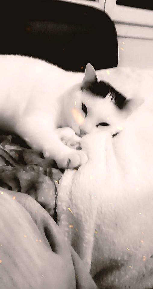 Nelson a rejoint le concours — aidez-le/la à gagner de superbes lots ! aegean_cat, black_and_white, carnivore, cat, eye, felidae, fur, monochrome, monochrome_photography, mouth, nose, paw, skin, small_to_medium_sized_cats, snout, tail, turkish_angora, turkish_van, whiskers, white