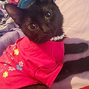 Coco Chanel joined the competition — help win amazing prizes! black_cat, cat, pet, animal, indoor, clothing, pink_shirt, pearl_necklace, cute, curious_eyes, blanket, bed, cozy, fur, whiskers, ears, lying_down, domestic_cat, close_up, soft_light