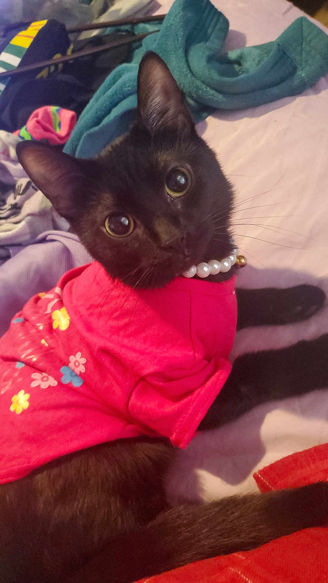 Coco Chanel joined the competition — help win amazing prizes! black_cat, cat, pet, animal, indoor, clothing, pink_shirt, pearl_necklace, cute, curious_eyes, blanket, bed, cozy, fur, whiskers, ears, lying_down, domestic_cat, close_up, soft_light