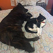 Precious joined the competition — help win amazing prizes! dog, cat, bed, blanket, curtains, wall, indoor, pet, animal, furry, resting, lying_down, companion, cozy, domestic, black_and_white, orange_wall, patterned_bedspread, sleeping, relaxed