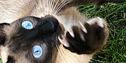 Patchouli participe au concours pour gagner de l'argent avec cette photo : cat, siamese_cat, blue_eyes, grass, paw, claws, whiskers, outdoor, playful, animal, pet, fur, closeup, nature, mammal, cute, claw, greenery, young