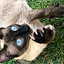 cat, siamese_cat, blue_eyes, grass, paw, claws, whiskers, outdoor, playful, animal, pet, fur, closeup, nature, mammal, cute, claw, greenery, young