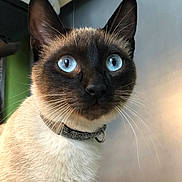 Patchouli participe au concours pour gagner de l'argent avec cette photo : cat, siamese_cat, blue_eyes, close_up, pet, animal, whiskers, collar, tag, fur, portrait, indoor, curious, alert, mammal, domestic_animal, face, ears, feline, close_range