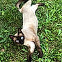 Patchouli a rejoint le concours — aidez-le/la à gagner de superbes lots ! cat, siamese_cat, blue_eyes, grass, outdoor, animal, pet, stretching, feline, nature, greenery, relaxation, cute, whiskers, claws, fur, mammal, laying_down, playful, alert