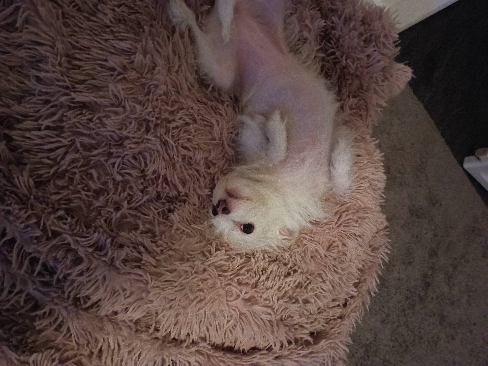 Miss Lulu Belle is registered to the contest to win money with this photo: canidae, carnivore, comfort, companion_dog, dog_breed, fawn, felidae, fur, natural_material, non_sporting_group, poodle, small_to_medium_sized_cats, snout, sporting_group, terrestrial_animal, toy_dog, whiskers, working_animal