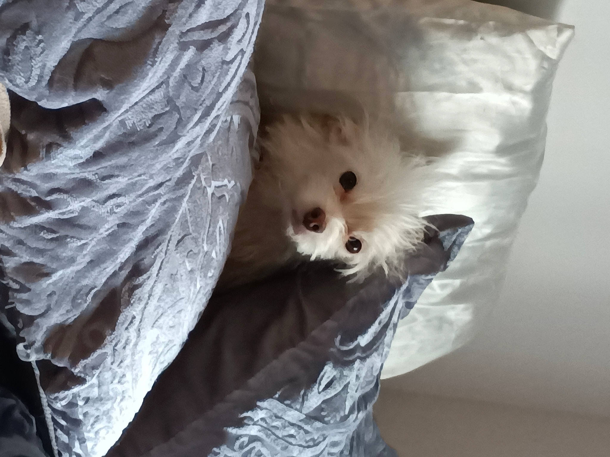 Miss Lulu Belle is registered to the contest to win money with this photo: carnivore, companion_dog, curtain, fashion_accessory, feather, felidae, fur, linens, room, small_to_medium_sized_cats, tail, toy, toy_dog, whiskers, wood
