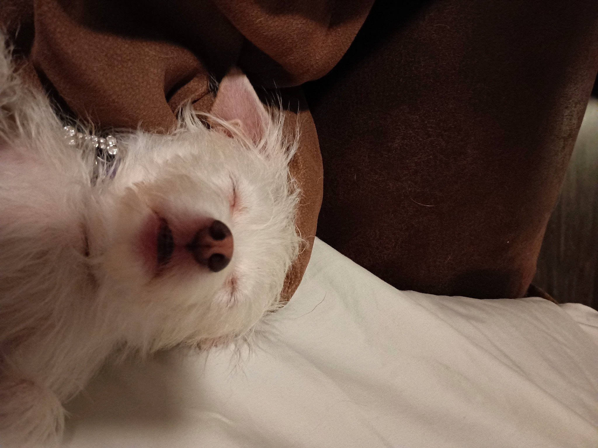 Miss Lulu Belle is registered to the contest to win money with this photo: bichon, canidae, carnivore, comfort, companion_dog, dog, dog_breed, felidae, fur, maltepoo, non_sporting_group, paw, puppy_love, shih_poo, small_terrier, small_to_medium_sized_cats, sporting_group, terrier, toy_dog, whiskers