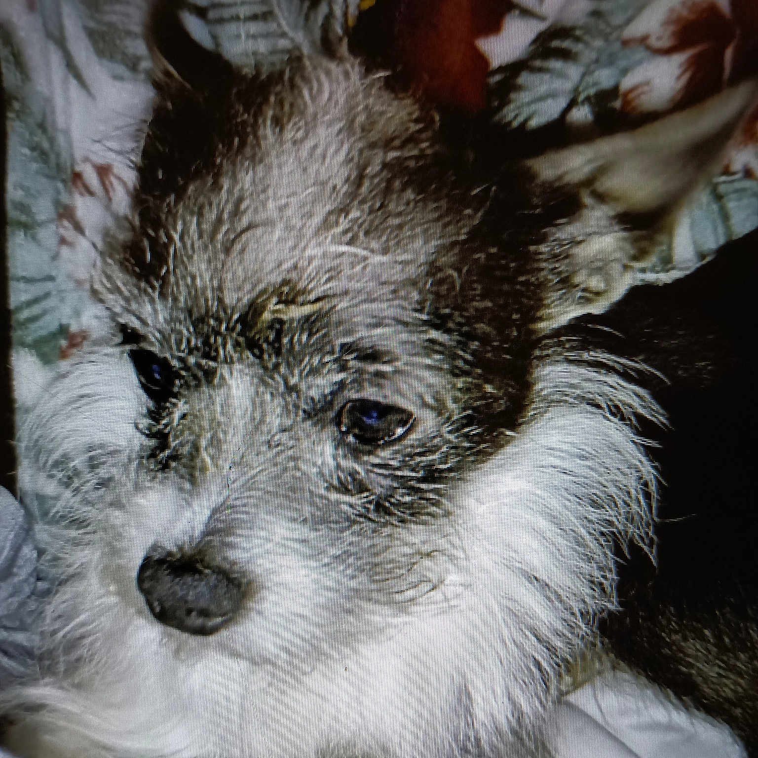 Max