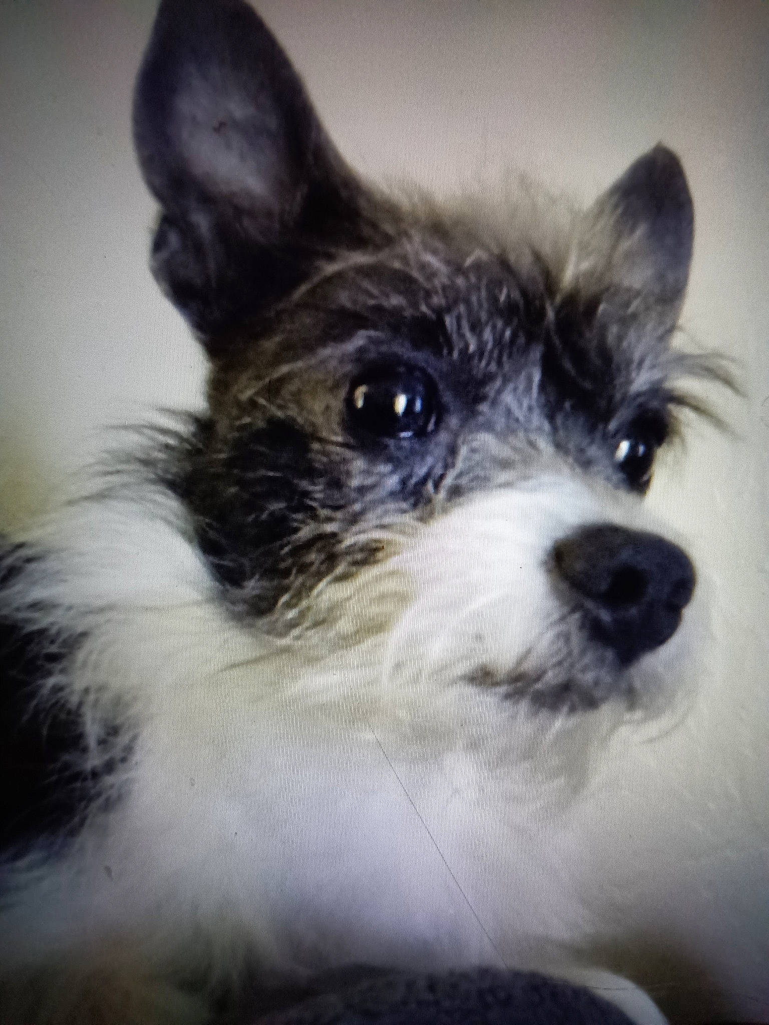 Max joined the competition — help win amazing prizes! canidae, carnivore, companion_dog, dog, dog_breed, ear, fur, non_sporting_group, small_terrier, snout, sporting_group, terrestrial_animal, toy_dog, whiskers, working_animal