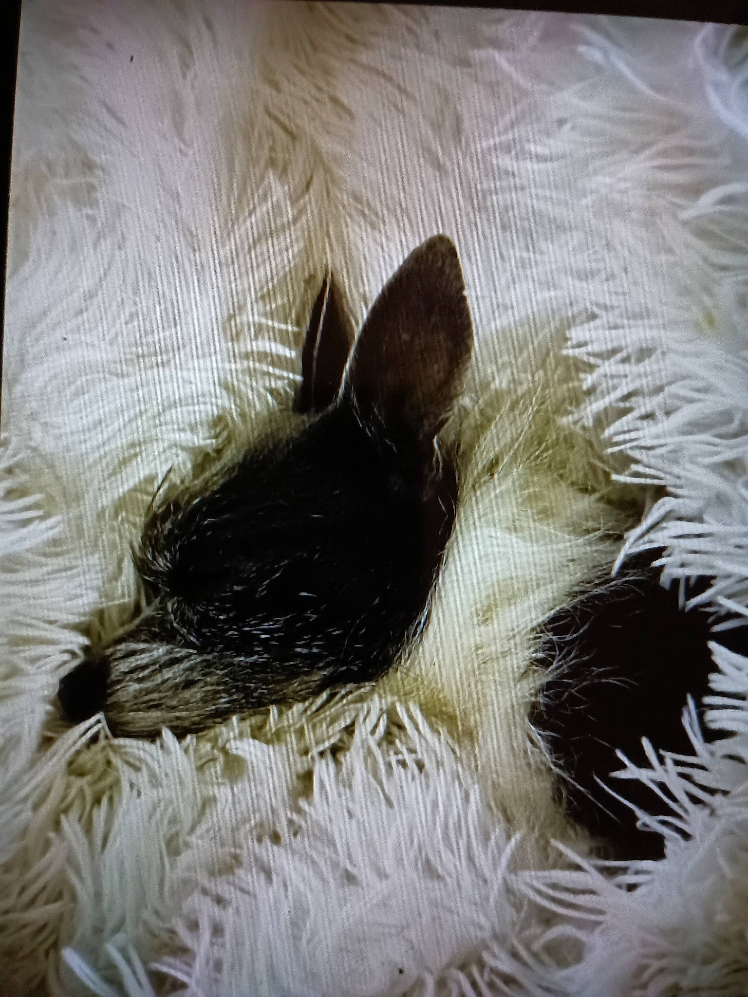 Max is registered to the contest to win money with this photo: companion_dog, dog_breed, feather, fiber, fur, natural_material, tail