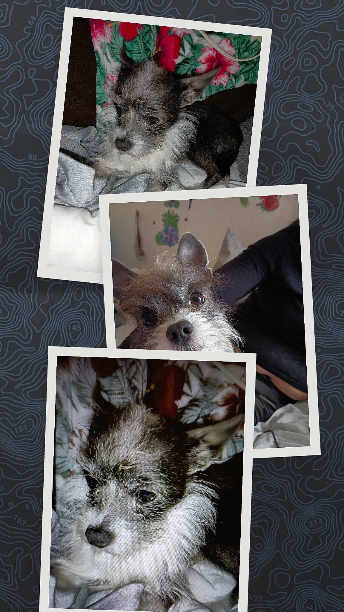 Max joined the competition — help win amazing prizes! art, canidae, carnivore, collage, companion_dog, creative_arts, dog_breed, eyelash, fawn, font, fur, koala, paw, photo_caption, snout, terrestrial_animal, toy_dog, whiskers, wildlife, working_animal