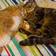 Pumpkin And Uzi joined the competition — help win amazing prizes! cat, sleeping, snuggling, bed, quilt, striped, fur, tabby, orange_cat, pet, cozy, cute, animal, domestic, resting, paw, tail, indoor, friendship, relaxation