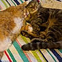cat, sleeping, snuggling, bed, quilt, striped, fur, tabby, orange_cat, pet, cozy, cute, animal, domestic, resting, paw, tail, indoor, friendship, relaxation