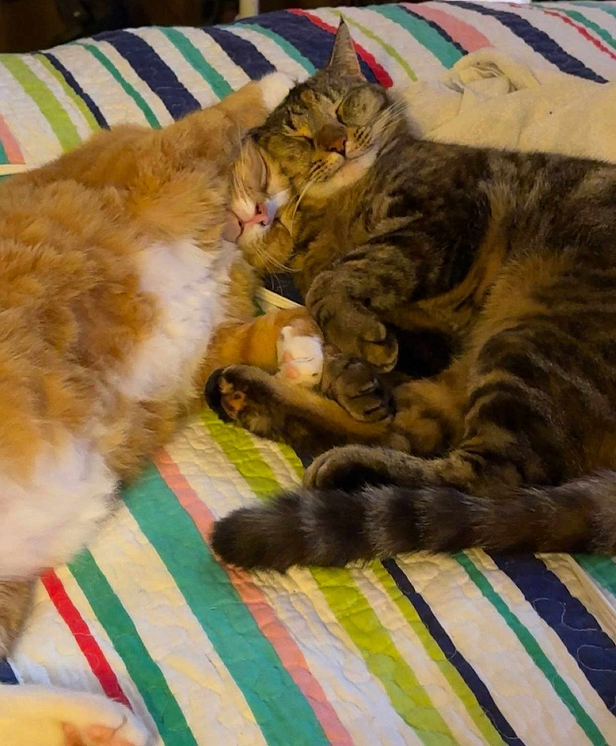 Pumpkin And Uzi joined the competition — help win amazing prizes! cat, sleeping, snuggling, bed, quilt, striped, fur, tabby, orange_cat, pet, cozy, cute, animal, domestic, resting, paw, tail, indoor, friendship, relaxation