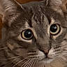 Luna is registered to the contest to win money with this photo: cat, tabby, close_up, curious, wide_eyes, whiskers, cardboard_box, indoor, pet, feline, animal, portrait, brown, gray, striped, cute, domestic, soft_lighting, looking, box