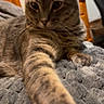 Luna is registered to the contest to win money with this photo: cat, tabby_cat, pet, animal, feline, paw, stretching, indoor, bed, blanket, gray, fur, whiskers, close_up, resting, cozy, wooden_furniture, chair, domestic, relaxed