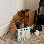 Luna is registered to the contest to win money with this photo: cat, tabby_cat, cardboard_box, indoor, carpet, door, sitting, curious, pet, shelving_unit, slippers, floor, room_corner, home, furniture, animal, pet_safety_box, relaxed, small_box, household_items