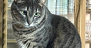 Luna is registered to the contest to win money with this photo: cat, tabby, green_eyes, plastic_bag, wooden_cabinet, glassware, indoor, furniture, pet, animal, curious, sitting, striped_fur, closeup, domestic_cat, household, eyes, fur, portrait, whiskers