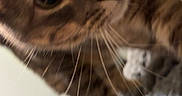 Luna is registered to the contest to win money with this photo: animal, blanket, brown, cat, closeup, cozy, curious, cute, domestic, eyes, face, fur, furniture, indoor, pet, portrait, soft, striped, tabby, whiskers
