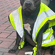 Nala is registered to the contest to win money with this photo: dog, black_dog, sitting, high_visibility_vest, reflective_clothing, pavement, brick_pavement, outdoor, pet, animal, canine, ears, face, paw, fur, tag, human_arm, resting, alert, calm