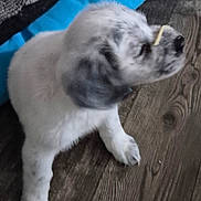 Chase is registered to the contest to win money with this photo: puppy, dog, pet, indoor, floor, wood_floor, cushion, blue, white, gray, sitting, young, animal, cute, nose, straw, blur, fur, paw, companion