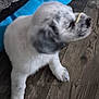 puppy, dog, pet, indoor, floor, wood_floor, cushion, blue, white, gray, sitting, young, animal, cute, nose, straw, blur, fur, paw, companion